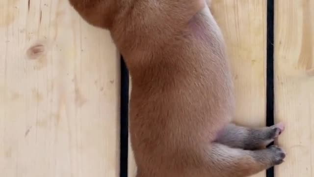 puppy
