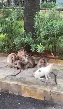 Cat conversing with the monkeys