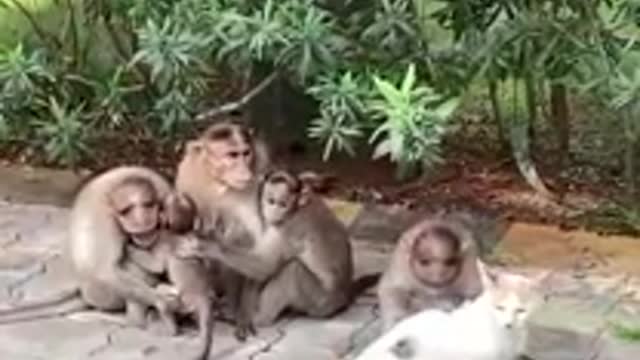 Cat conversing with the monkeys