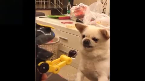 Watch these cats and dog go crazy, REALLY FUNNY$CUTE