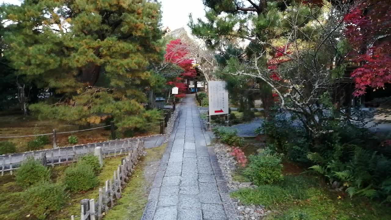 Red leaves Arashiyama Kyoto Japan #12