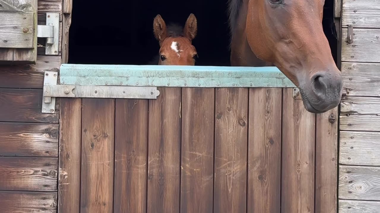 Foal Grows Tall Enough to Peep Over Stable Door