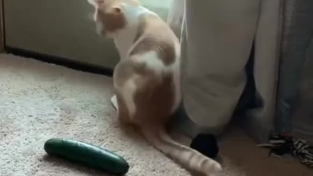 FUNNY ANIMALS VIDEOS TRY NOT TO LAUGH 🤣 | FUNNY CATS | FUNNY DOGS |