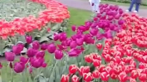 Keukenhof