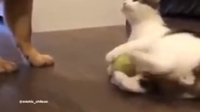 very funny cat🤭🤭🤭