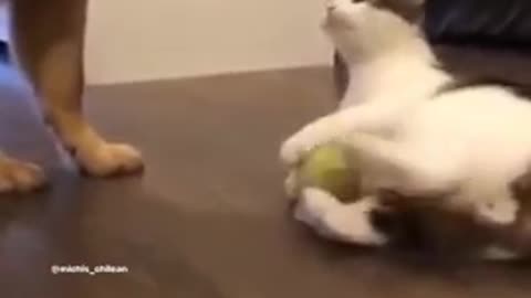 very funny cat🤭🤭🤭