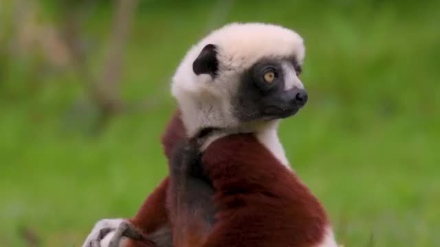 Incredibly rare 'dancing' lemurs is Internet’s new love