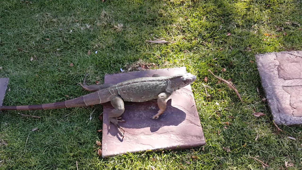 There's A Green Iguana In Our Yard!