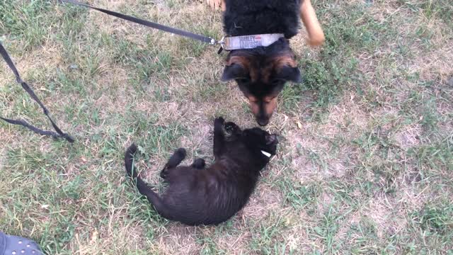 Little Cat Wants To Be Besties With A BIG Dog