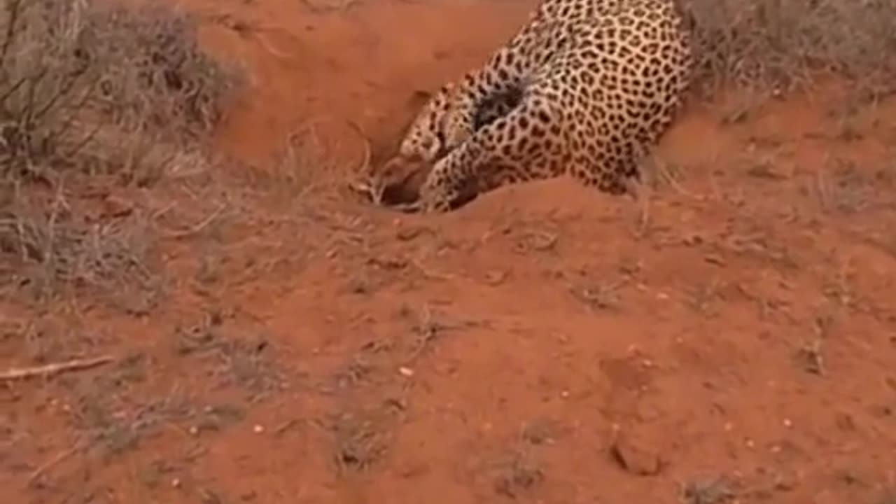 Leopard and Warthog😮