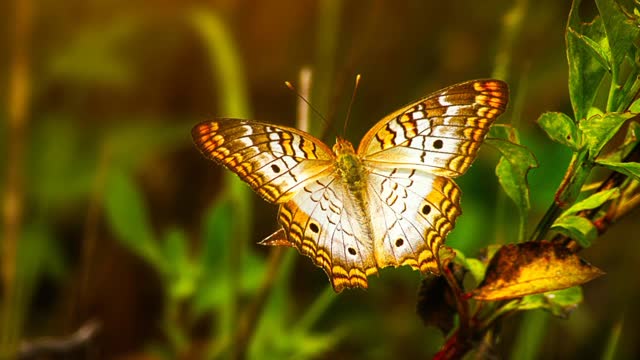 Beautiful insects || colorful insects || mind relaxing music