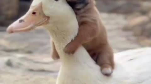 Take a break from all the news in this video. Need it now
