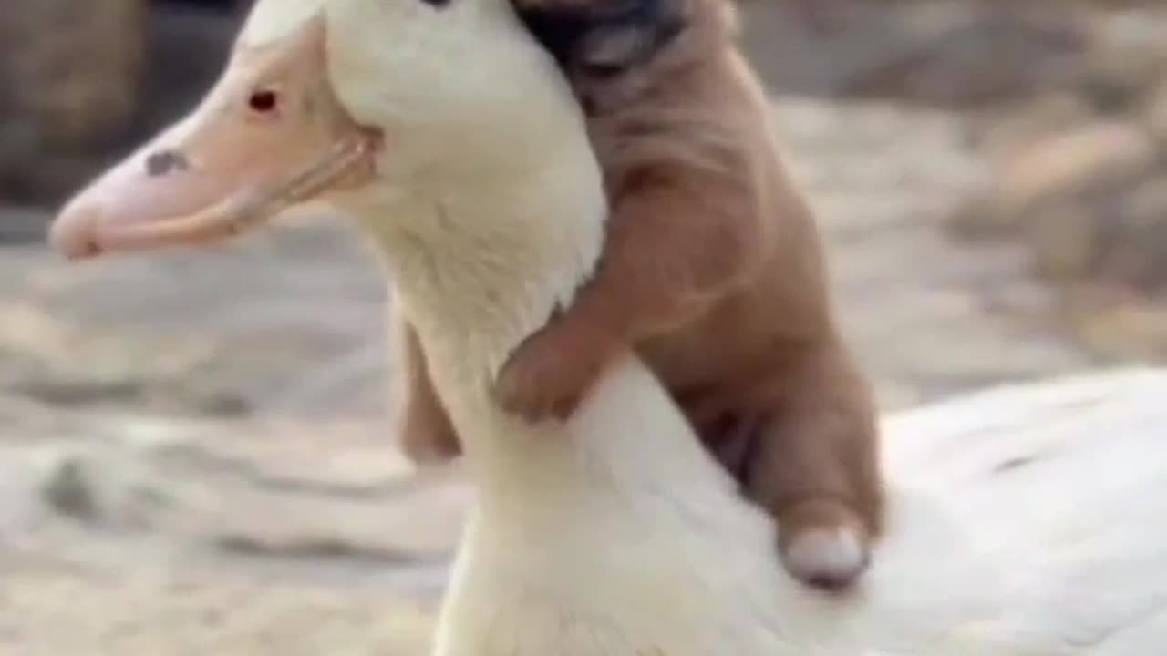 Take a break from all the news in this video. Need it now