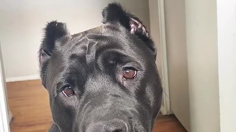 "Your dog wont bite to protect you...”