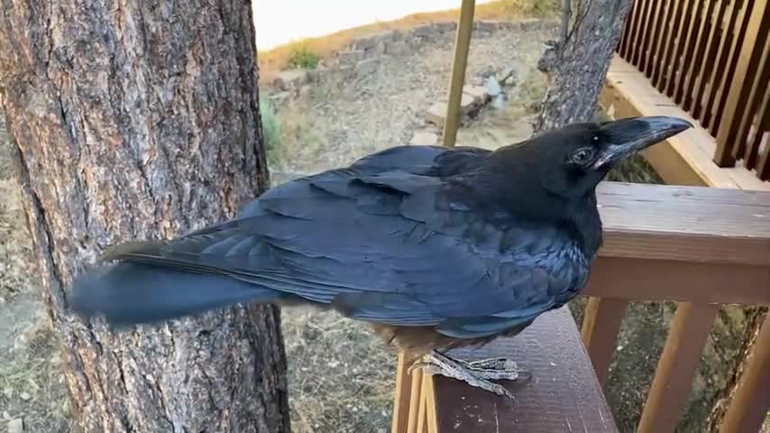 Clever crow understands what people say