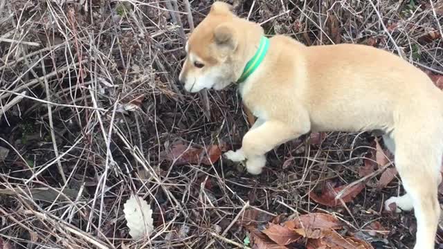A running puppy