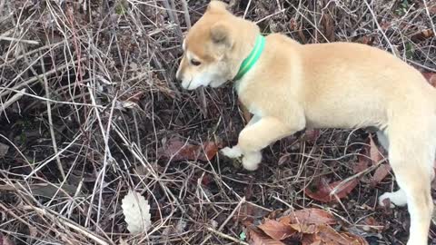 A running puppy