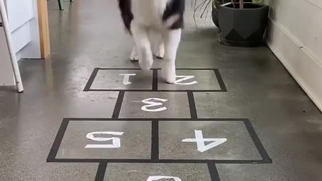 Smart dog playing hopscotch