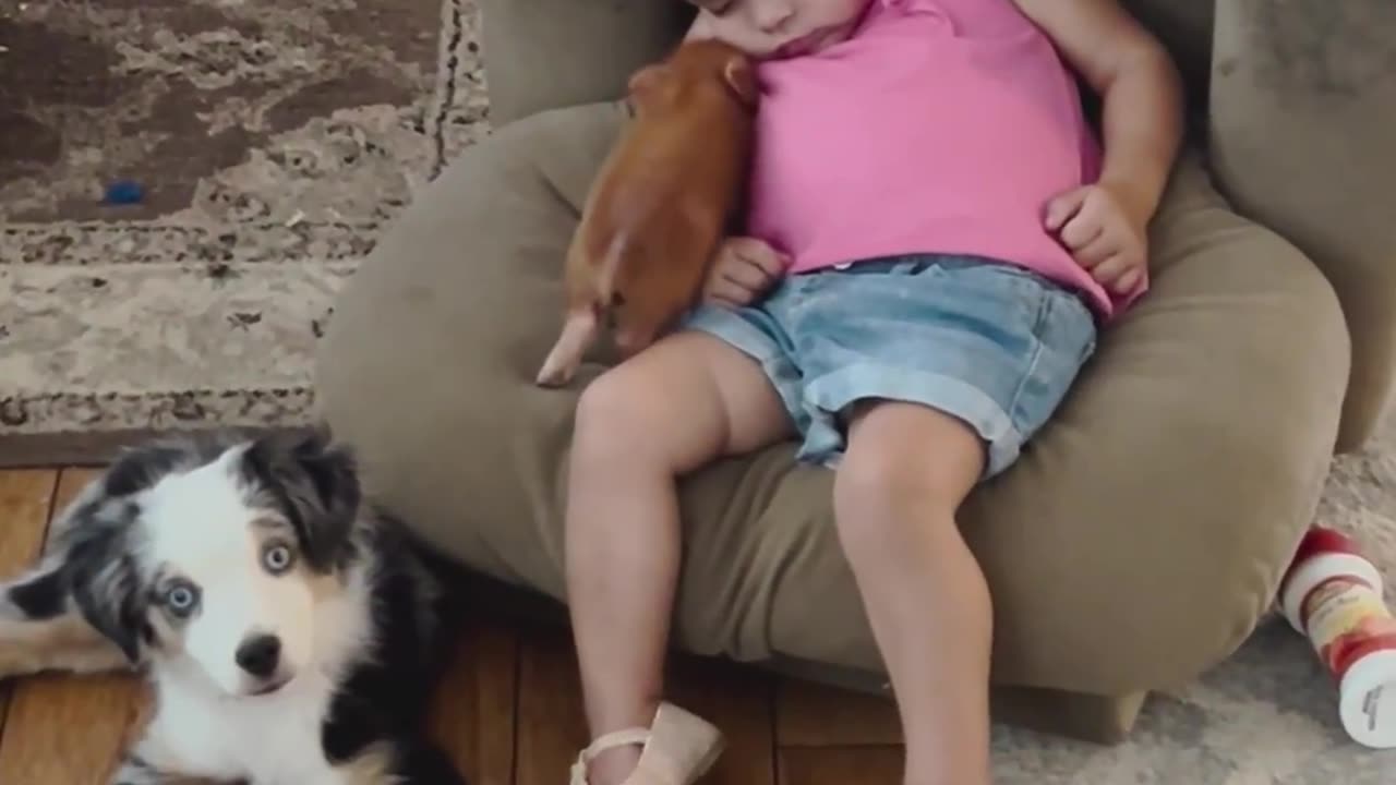 Adorable Piglet, Puppy, and Toddler Crash After a Long Day!