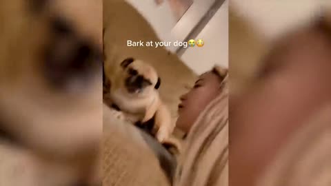 Funniest Animals 🐧 - Best Of The 2022 Funny Animal Videos 😁 - Cutest Animals Ever #06