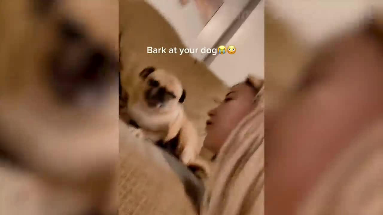 Funniest Animals 🐧 - Best Of The 2022 Funny Animal Videos 😁 - Cutest Animals Ever #06