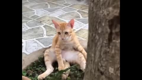 Funniest Cats 😹 - Don-t try to hold back Laughter 😂 - Funny Cats Life 16