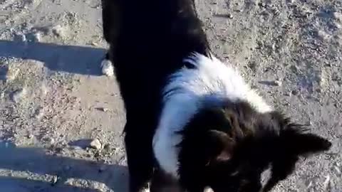 playing soccer with a cute puppy