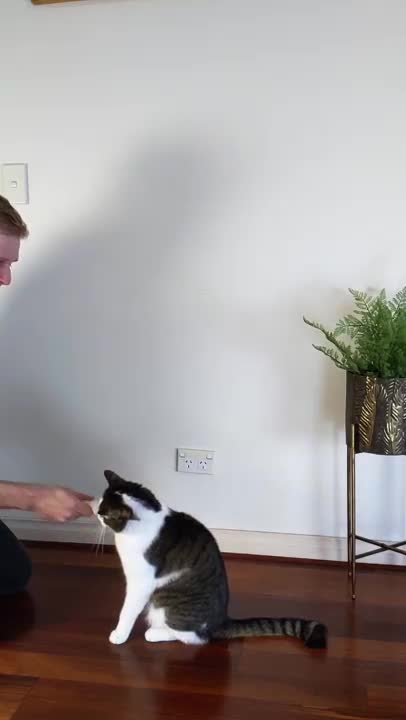 who says you can't train cats. so adorable 🥰🥰💞💞