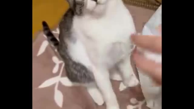 Funniest Cats 😹 - Don't try to hold back Laughter 😂 - Funny Cats Life