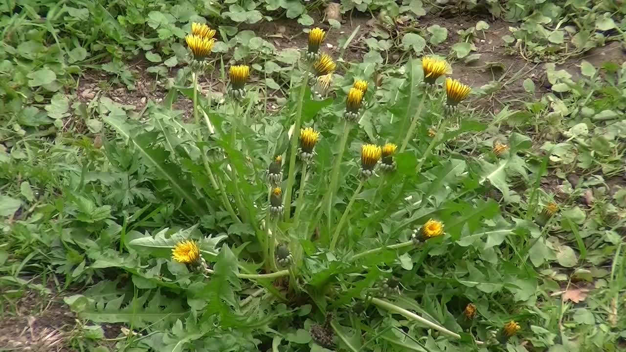 dandelion flower