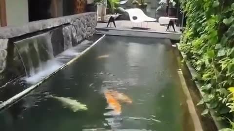 Koi fish pond