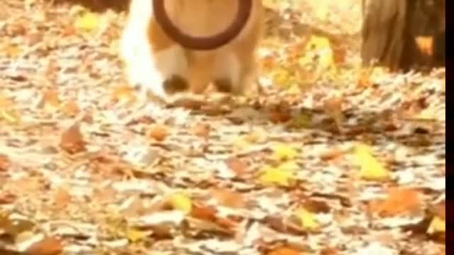 Running Dog funny video