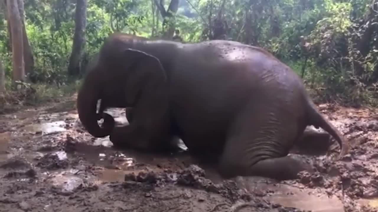 Super funny elephant