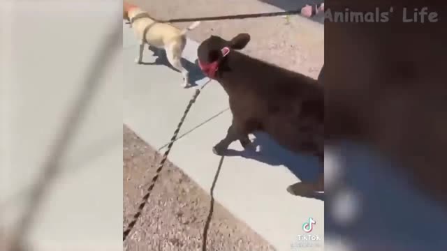 Let's go for walk!