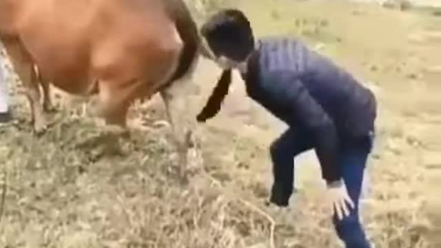 boy funny with cow new video 2021