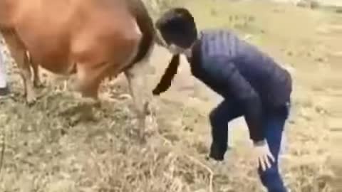 boy funny with cow new video 2021