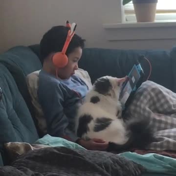 Cat and boy watches cartoon