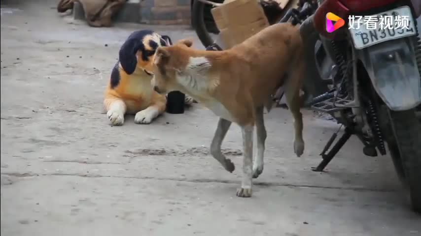 Dog sees another dog in front of him, climbs up and runs 3