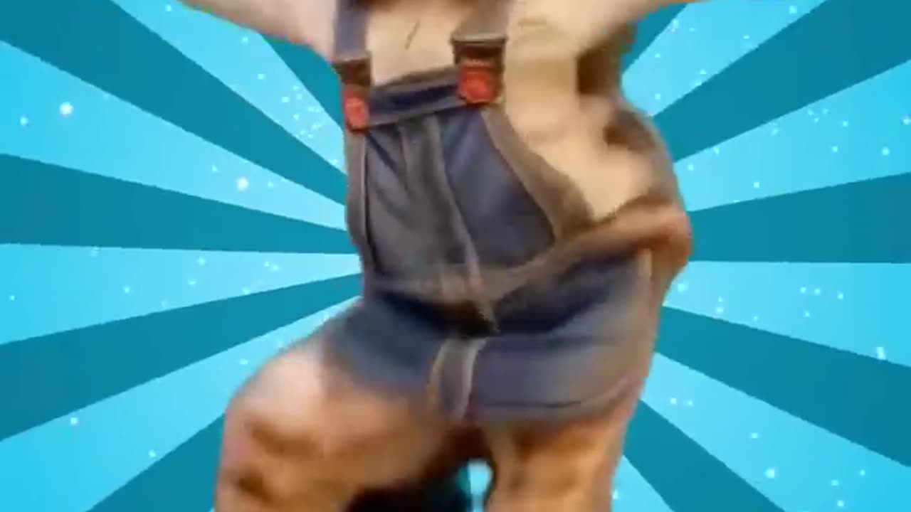 Cute Cat & Dog dance