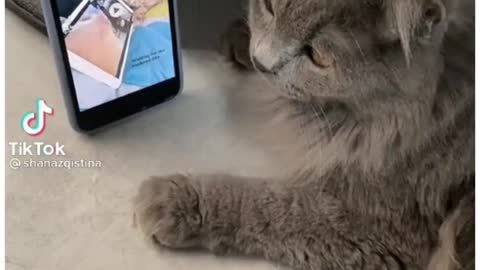 Funny cat video part 4