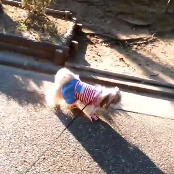 Fastest Dogy On Earth