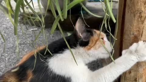 My cat is too fat