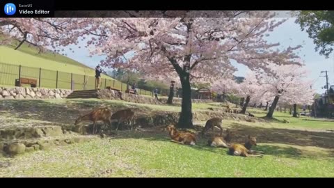 The Most Beautiful Place Remembers the Imperial Culture - Japan
