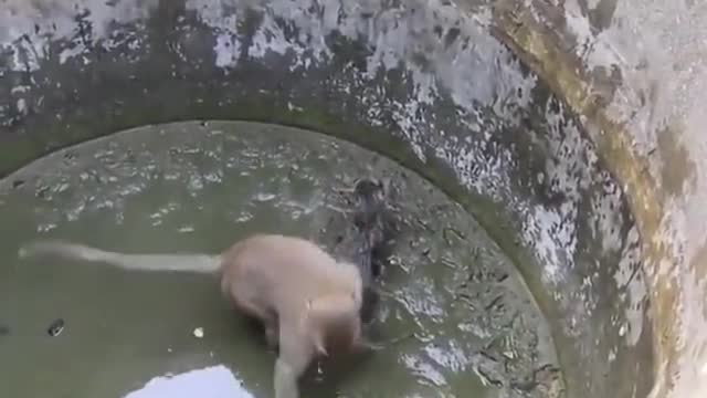 Little monkey is anxious to save a trapped kitty #monkey