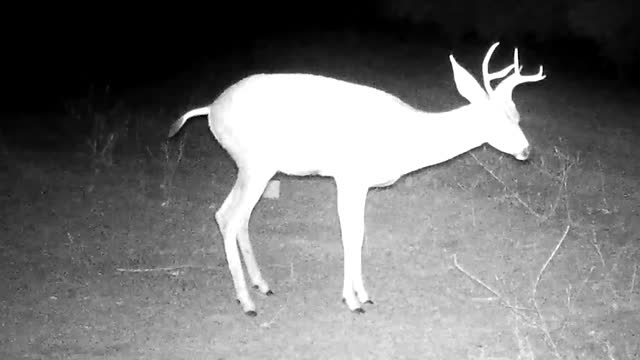 Doing the deer thing