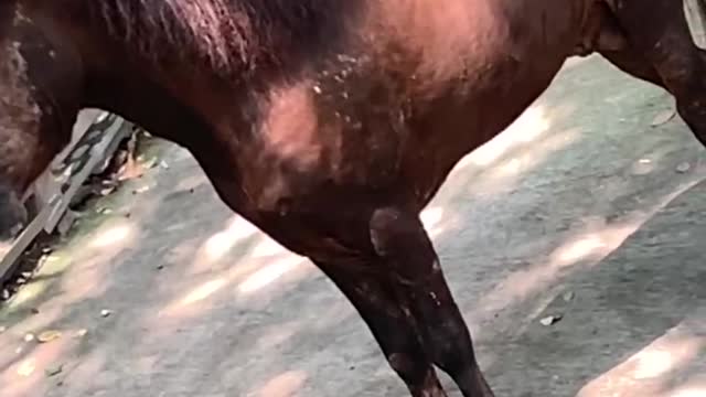 The pony at the door