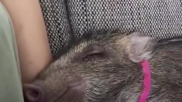 adorável javali foi criado por cães pois tem uma personalidade muito especial