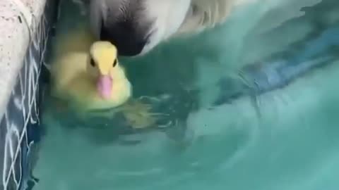 Dog and Hen Friendship 🔥 | Cutiepie0