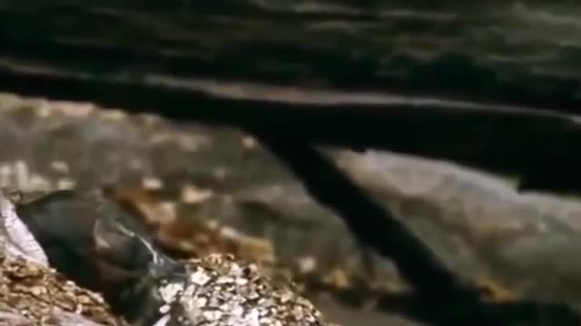 Giant python hunts leopard cubs whe mother hunts impalan leopard