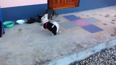 The Cutest dog playing with cat